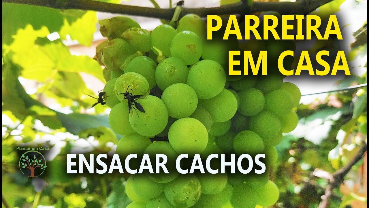 Parreira em Casa ataque a Cachos de Uva como Proteger