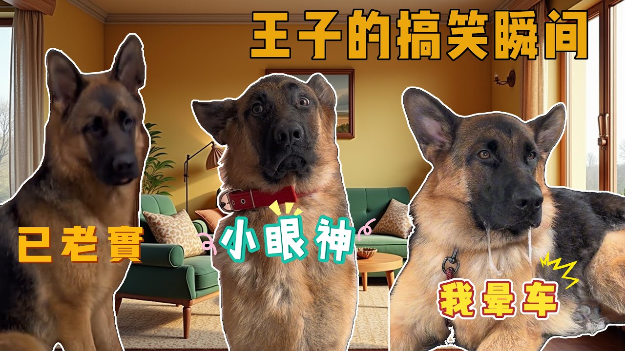王子真是个搞笑小王子😂【憨憨金和帥帥銀】