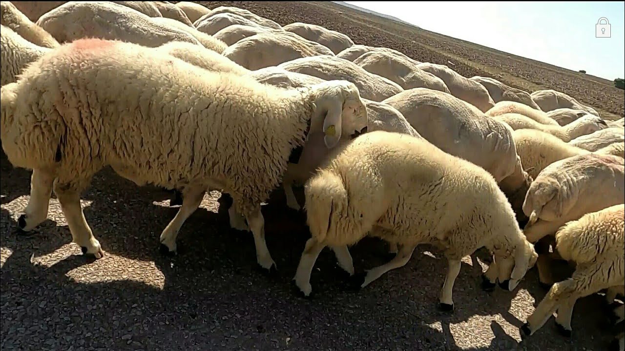 230 ADET SATILIK KANGAL CİNSİ ERKEK KUZU // 4 aylık kangal akkaraman kuzusu
