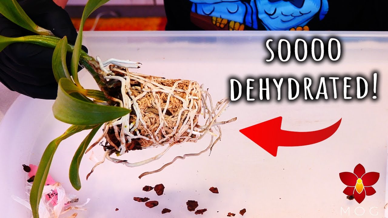 The Cattleya Orchid seedlings are getting dehydrated! Time for a repot!