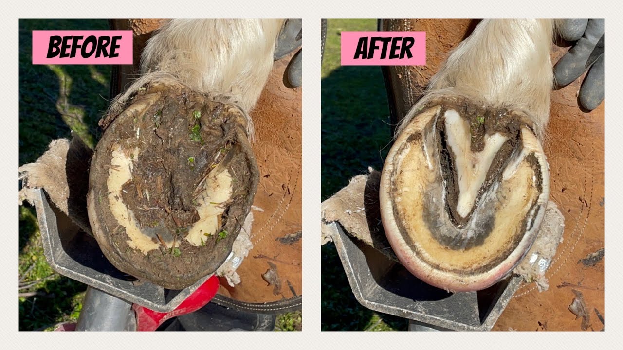 Hoof Restoration: Satisfying Trim on a Tennessee Walker