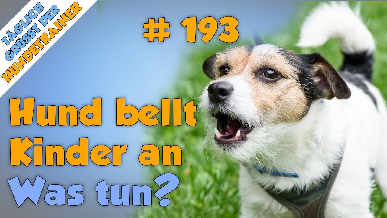 Hund bellt Kinder an - Was kann man tun?(Die einzig richtige Reaktion! Meiner Meinung nach)- TGH 193
