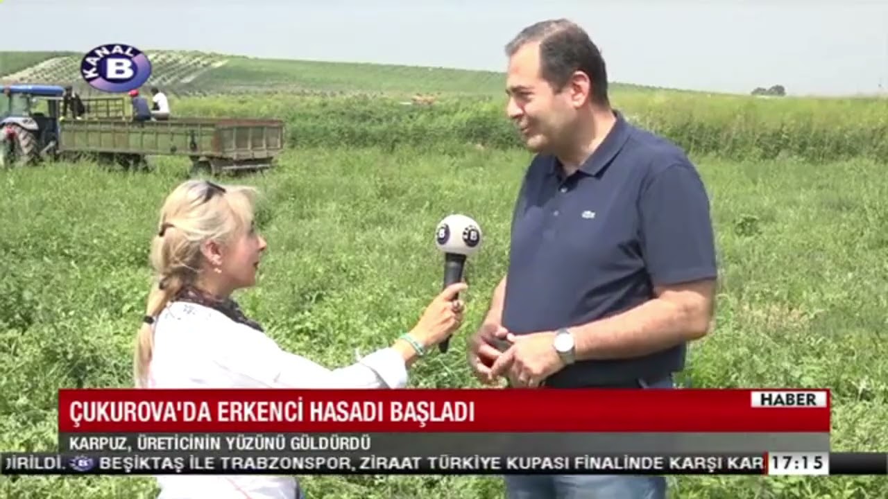 Çukurova'da erkenci karpuz hasadı başladı