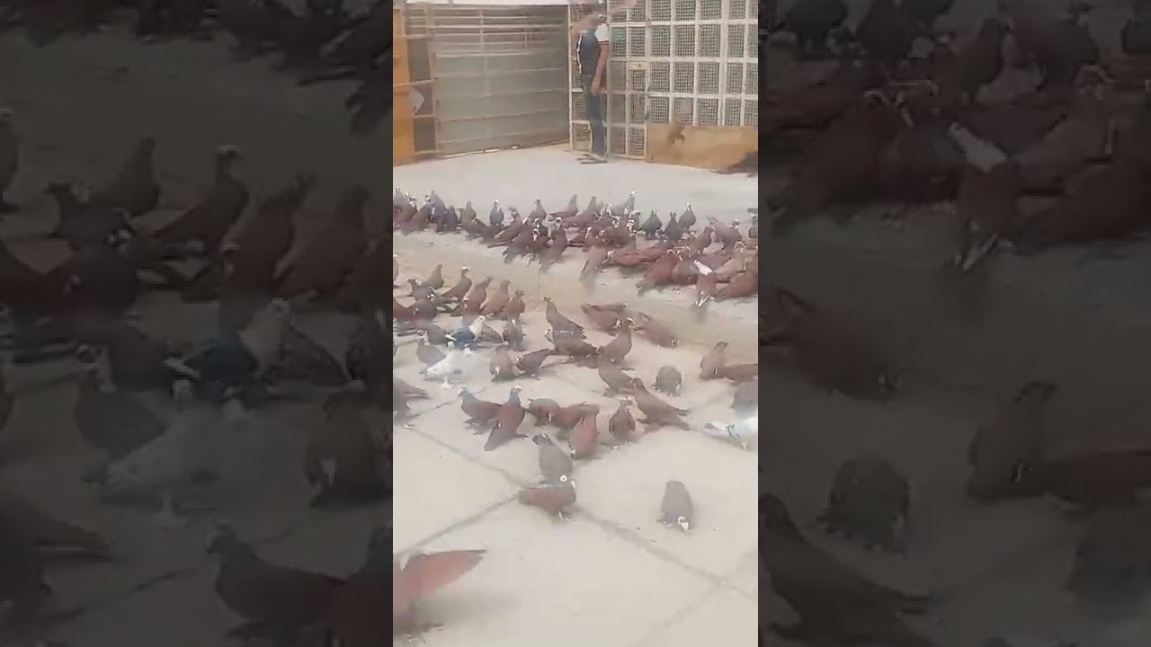 الجولة السادسة من البرنامج الميداني يم الكابتن علي الربيعي لعيون المتابعين