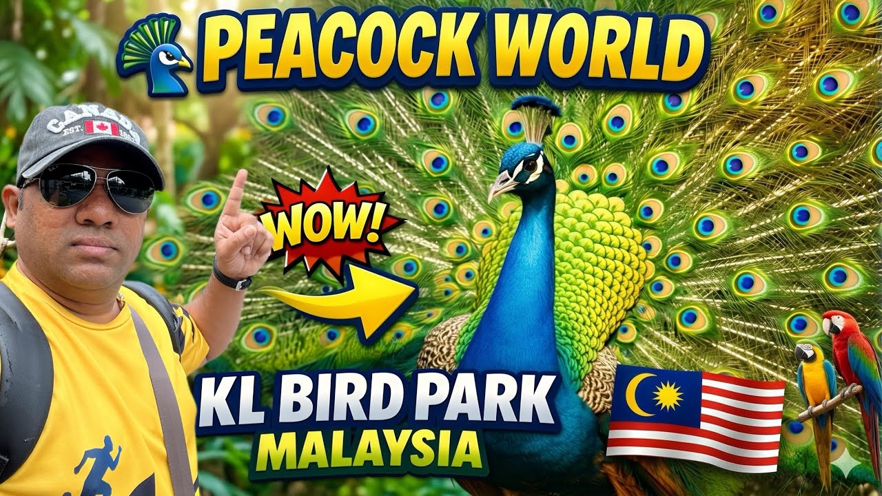 KL Bird Park Peacock World | மயில்களின் அழகான நடனம் | Malaysia Tamil Vlog | MD Samayal | Part 3