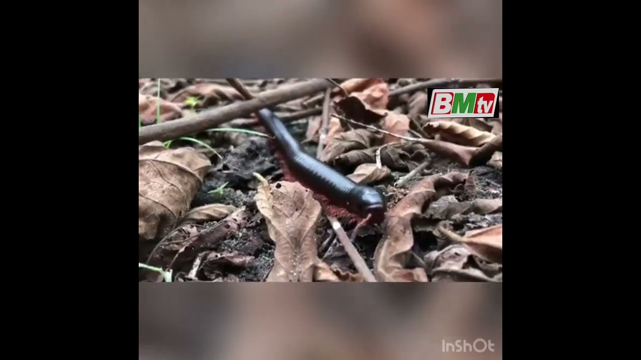 A la découverte du Village des Tortues dans la Réserve botanique de Noflaye !!!