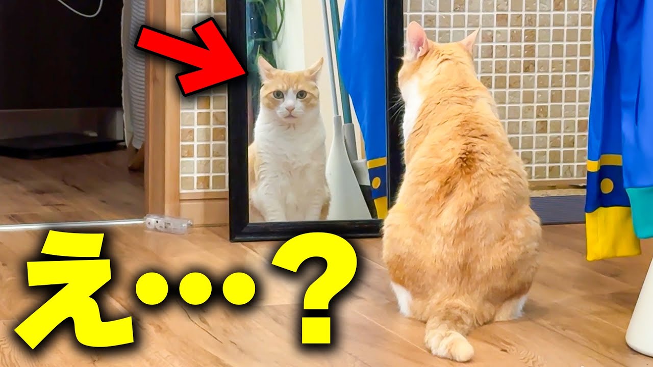 【怖すぎ】猫が鏡越しにずっとこちらを見つめていました。。。