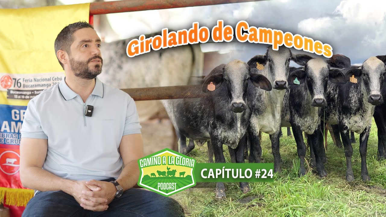 Girolando de Campeones La historia detrás de los mejores criadores F1 en Colombia GANADERIA SALONICA