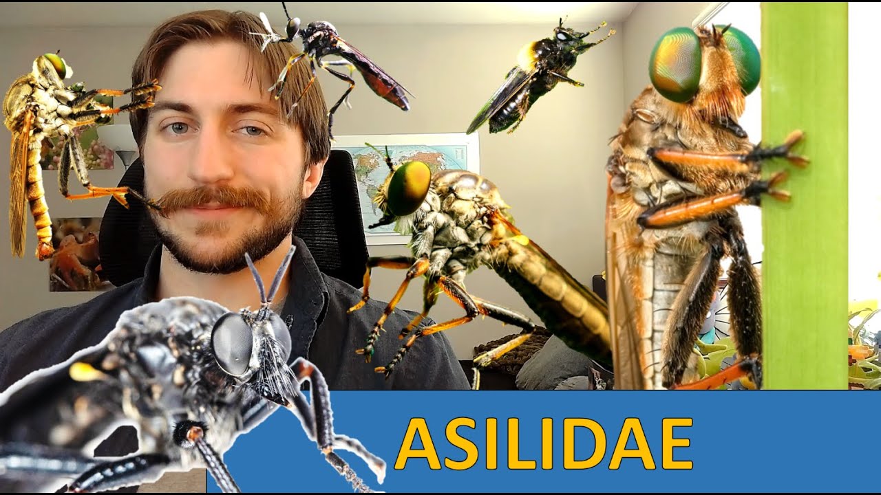 Asilidae: Robber Flies - Family Spotlight