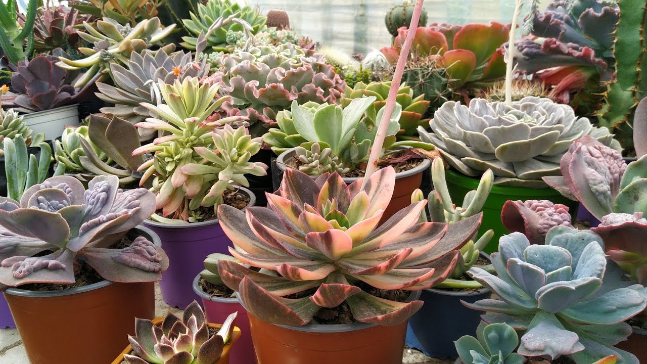 TOUR Por El Vivero Kctus | Fabi Plantas #suculentas