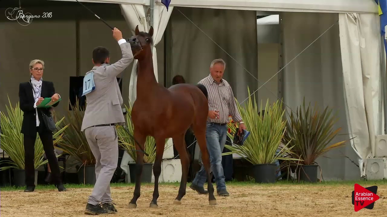 N.17 SQ AGEEB - Bergamo 2018 - Yearling Colts (Class 2A)
