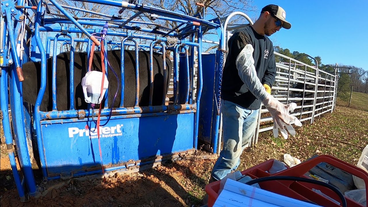 Pregnancy Checking the New Cows