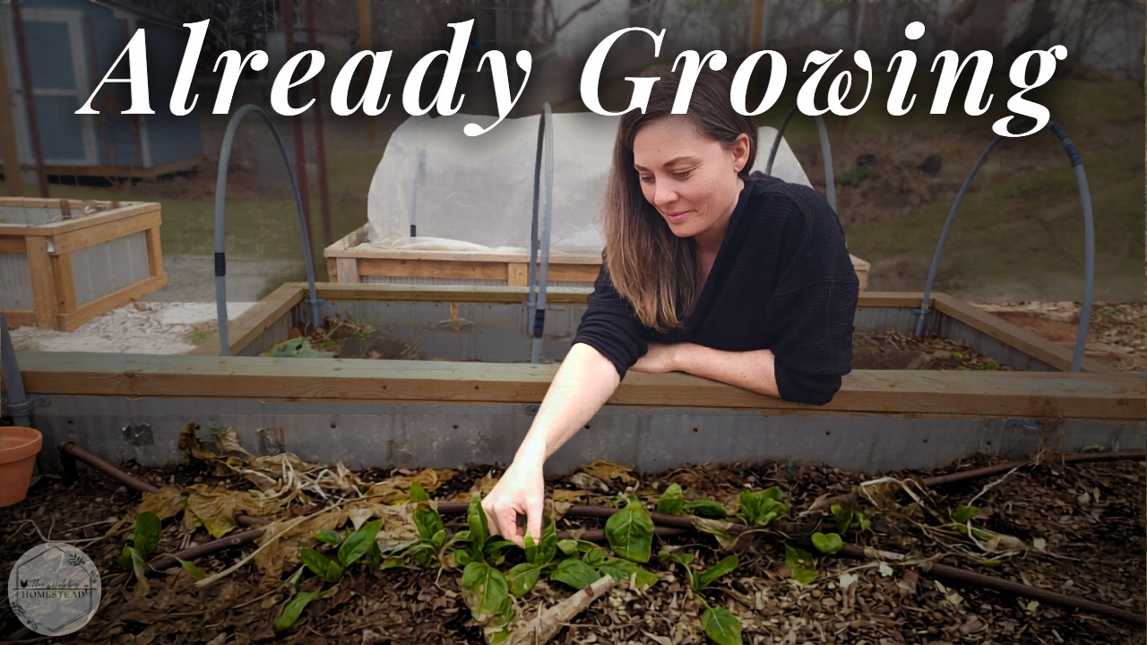 What's Already Growing in my March Garden | Zone 6a Garden Tour
