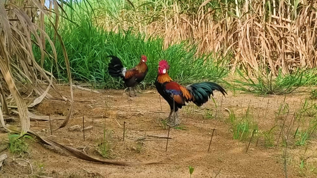 Tidak di sangka ❗Asal masang tanpa kokok ayam hutan malah ada penghuninya