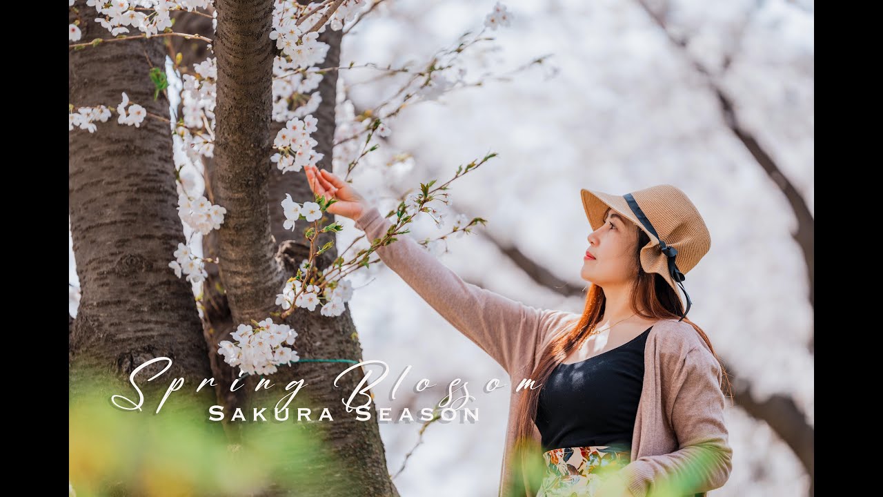 Spring in Korea 2024: Season of Cherry Blossom l Cinematic