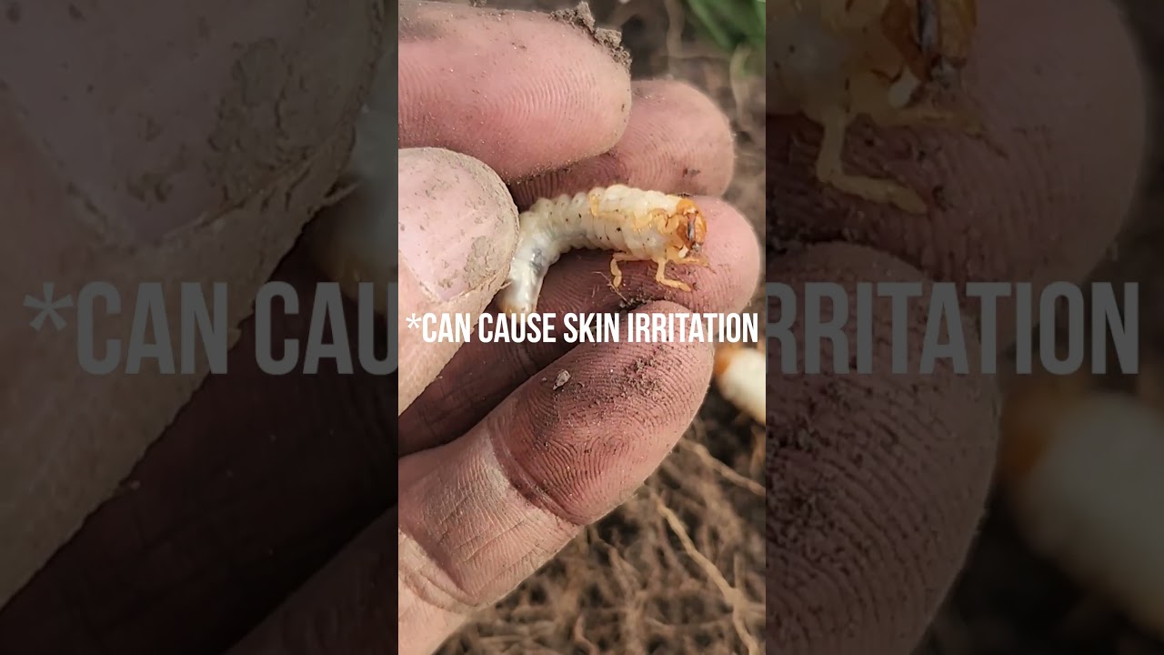 How To Identify White Grubs: Ultimate Tip to Save Your Lawn & Trees