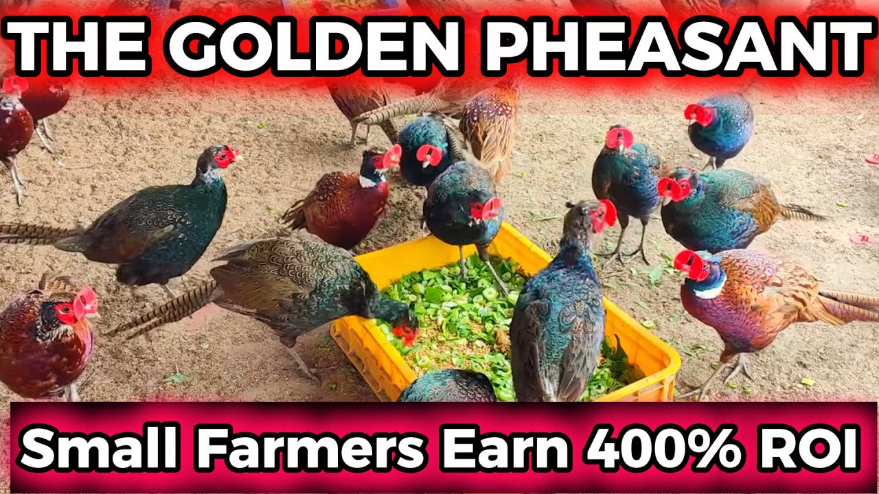 How Small Farmers Earn 400% ROI from the World’s Most Beautiful Bird | The Golden Pheasant