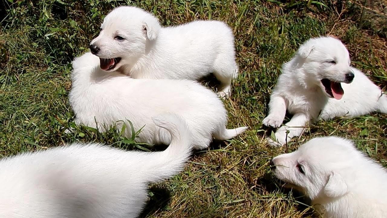 White German Shepherd Puppies 3-weeks-old: First Outdoor Adventure