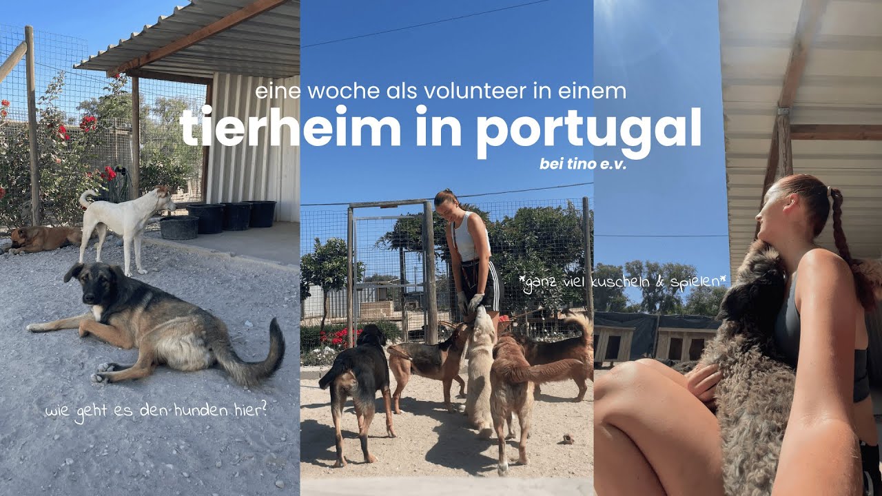 Eine Woche als Volunteer in einem TIERHEIM in PORTUGAL - Arbeiten im Tierschutz