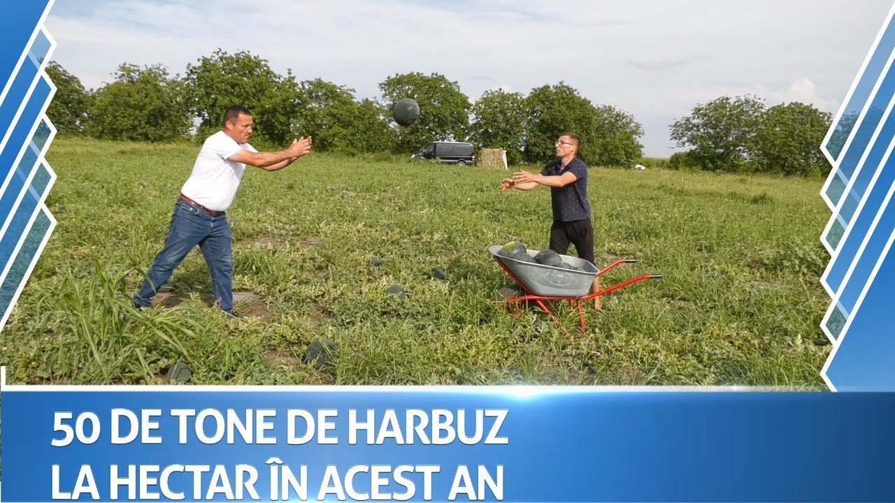Recoltă record de pepeni verzi în acest an