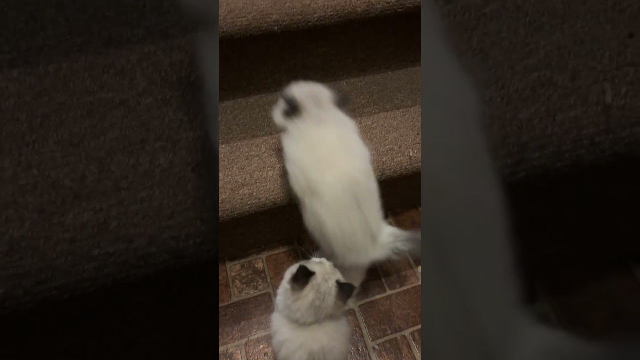 kittens