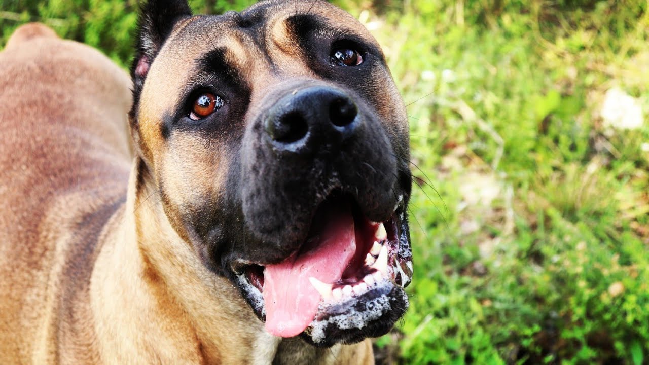 Reintroducing Blondie the Cane Corso back into the Pack!