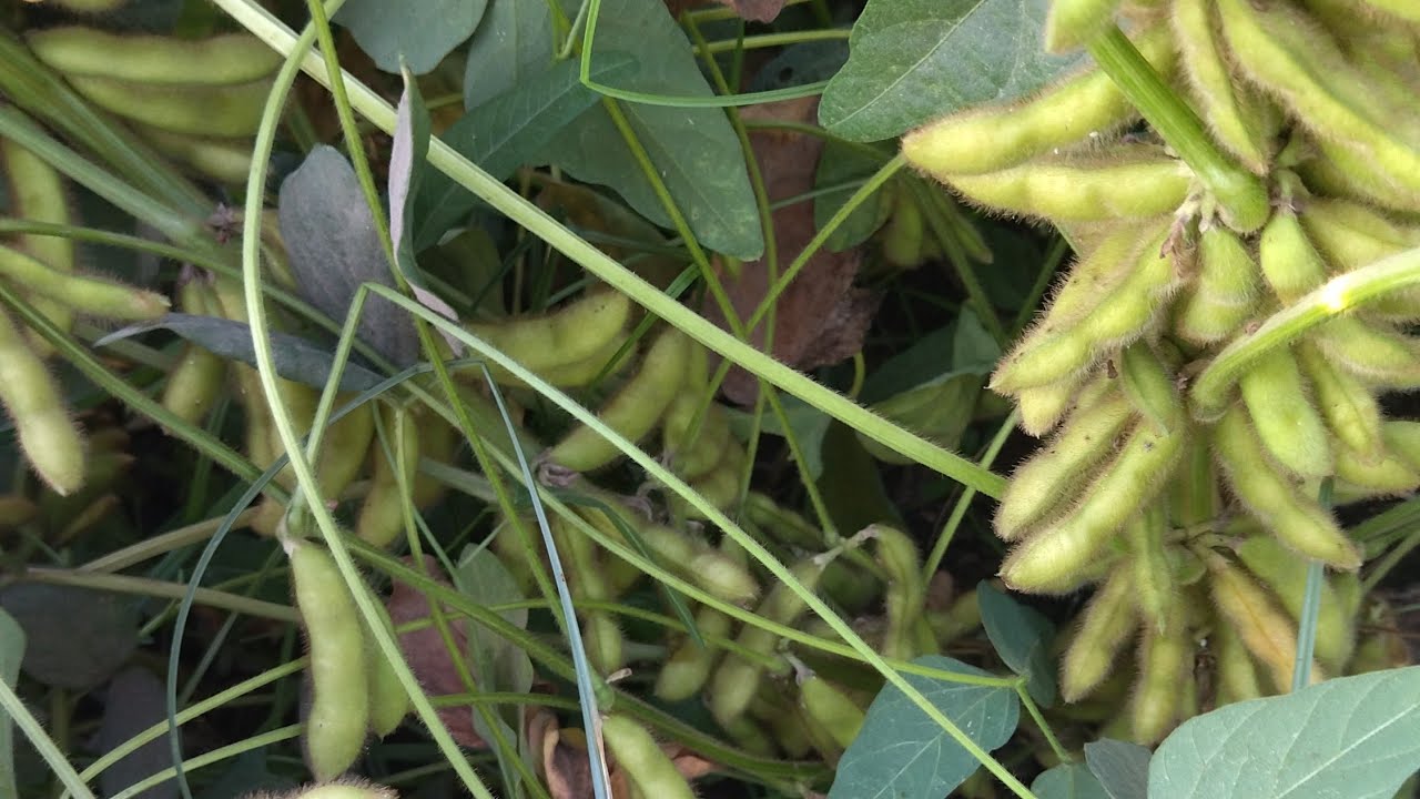 شوف أعلي انتاج للفول الصويا واعرف اهم حاجه عن زراعة الفول الصويا في مصر للحصول على أعلي انتاج