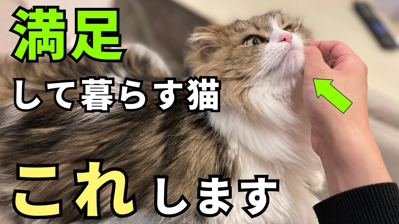 【完全保存版】満足に暮らす猫だけが見せる行動12選