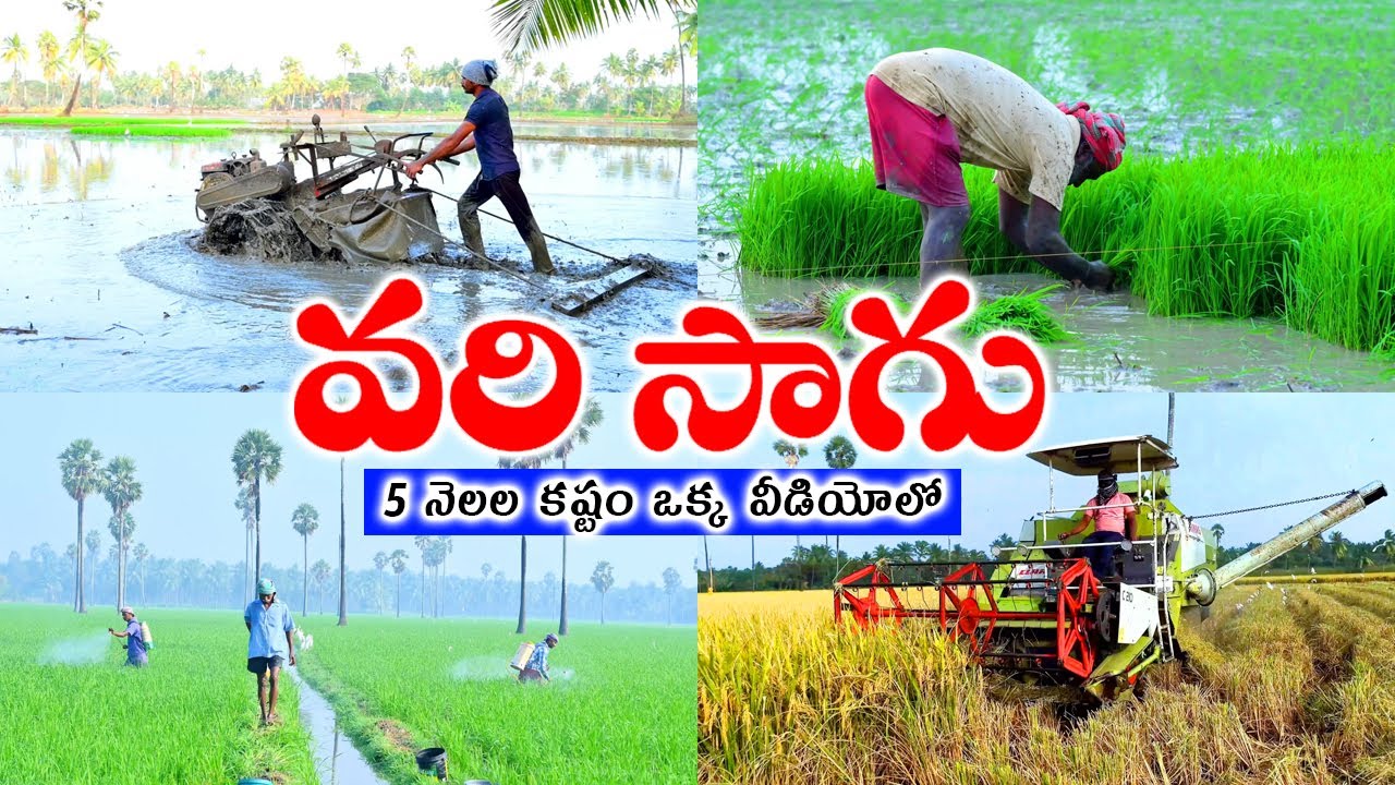 Rice Cultivation Step by Step Process in Telugu || Agriculture