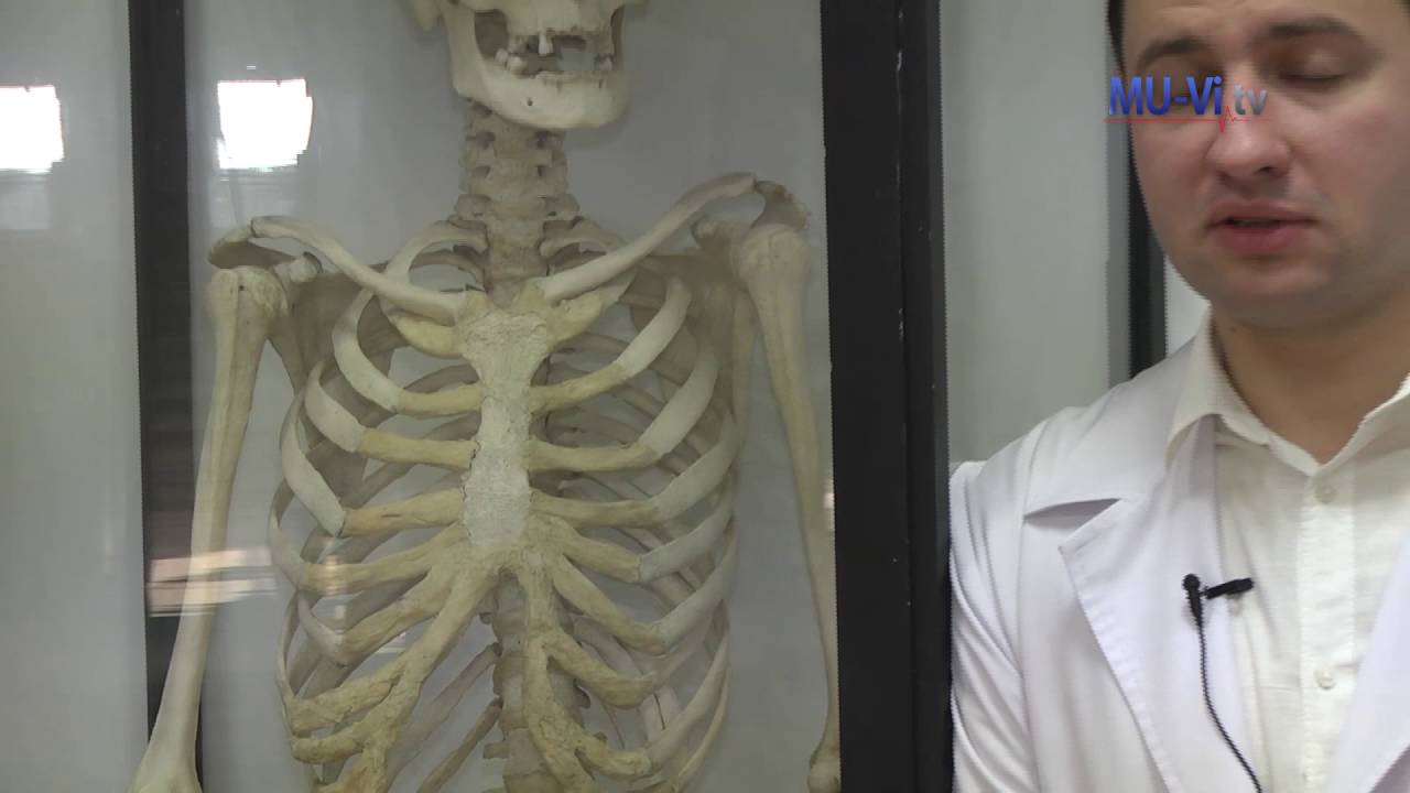 3D обучение по анатомия