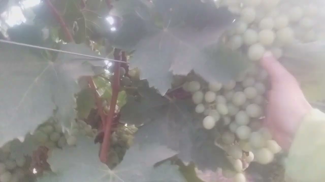 أسرار  العنب الموسكا الإيطالية