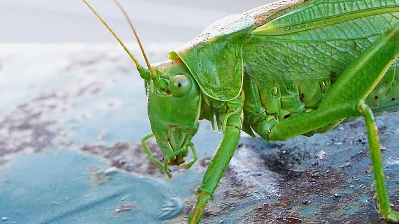 Kobylka zelená - the Great Green Bush-Cricket (Tettigonia viridissima) - female/samice ♀
