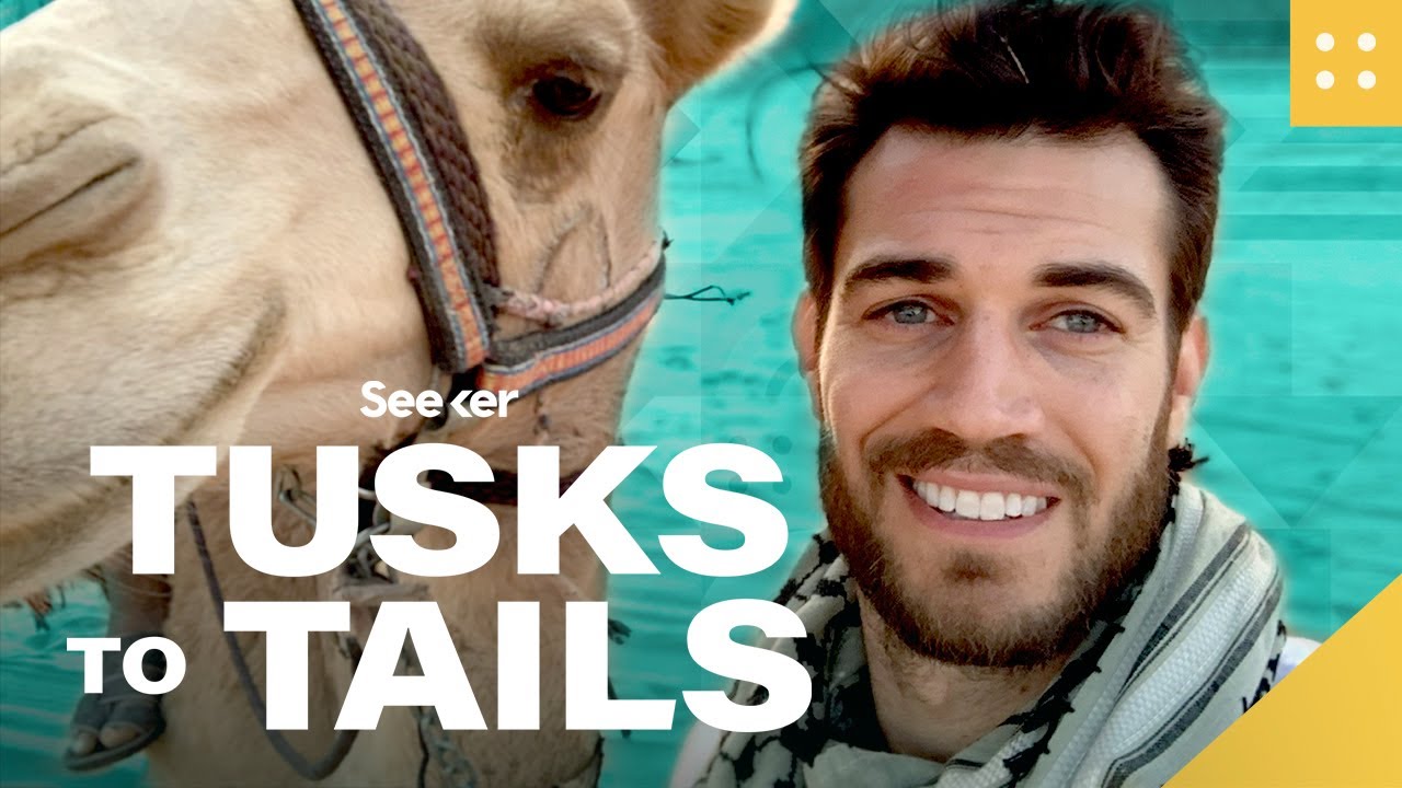 Think You Know What&rsquo;s Inside a Camel&rsquo;s Hump? THINK AGAIN?