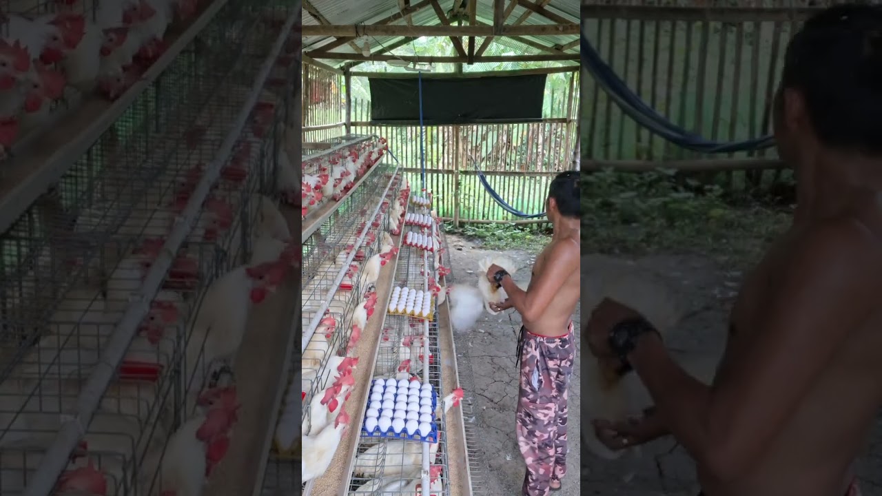 Prolaps sa manok