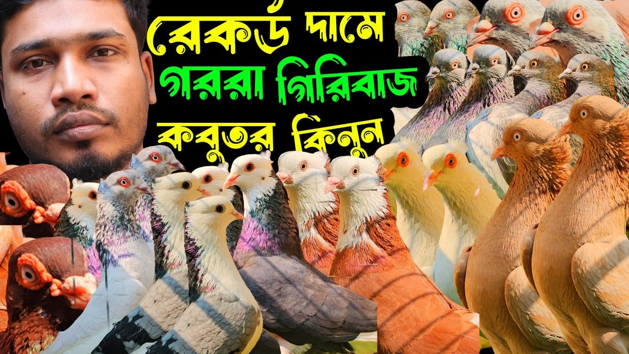 রেকর্ড পরিমান কমদামে চিলা,গররা,কালদম,হাইফ্লায়ার কবুতর কিনুন | বাকবাকুম পায়রা | Pigeon |