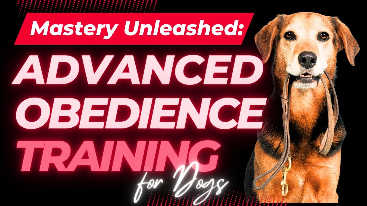 Elevate Your Training: Advanced Obedience Techniques for Dogs!
