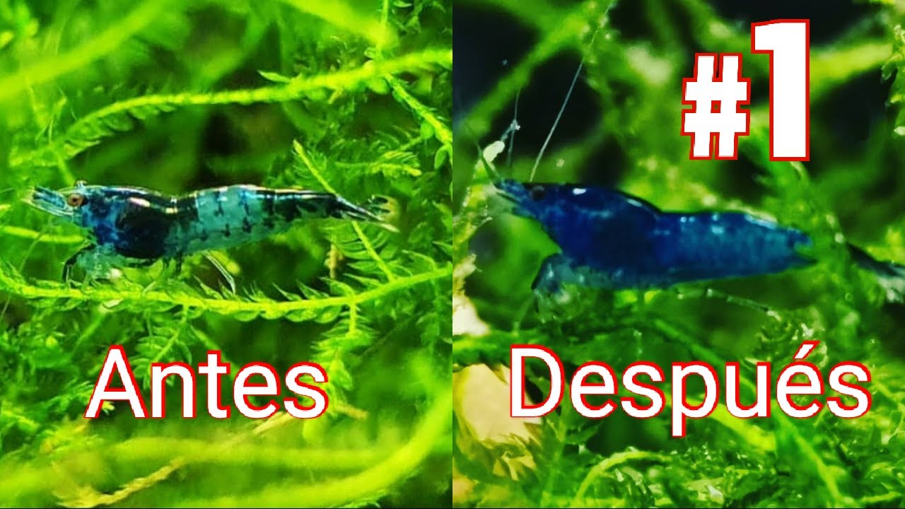 Consejos para reproducir gambas y mejorar sus colores 🦐🦐