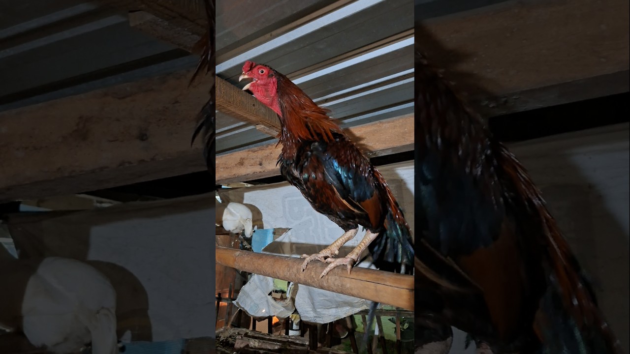 Chicken crowing sound, Ayam berkokok merdu #ayam #aseel #aseelmurga