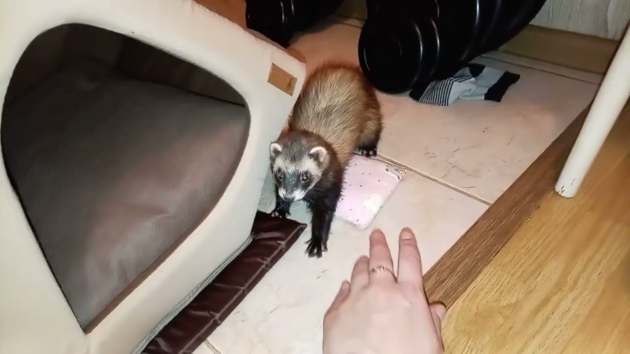 Любимая мышка хорька❤🐾Вечерние игрульки🐾