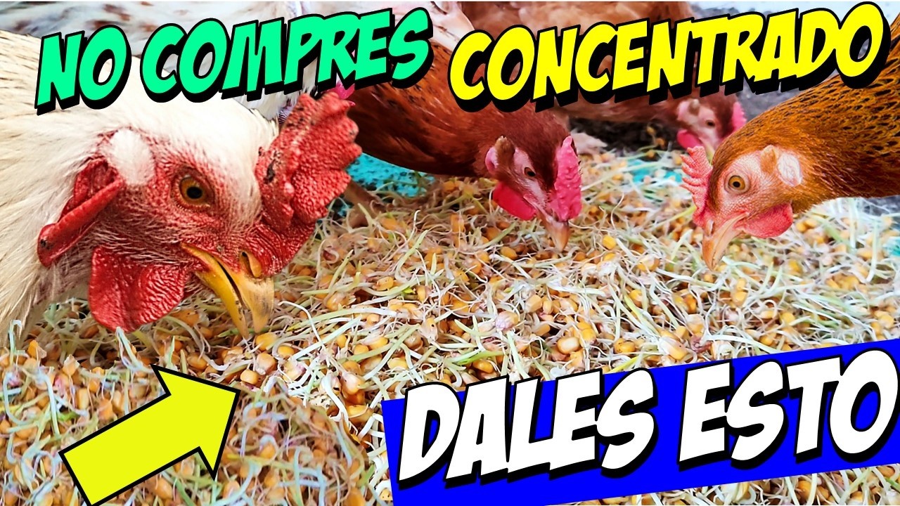 Cómo Cultivar Maíz Germinado como Alimento para Pollos y Gallinas en Casa.
