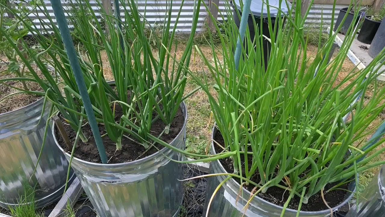 Growing In Galvanized Containers, What I Grow and Is it Safe