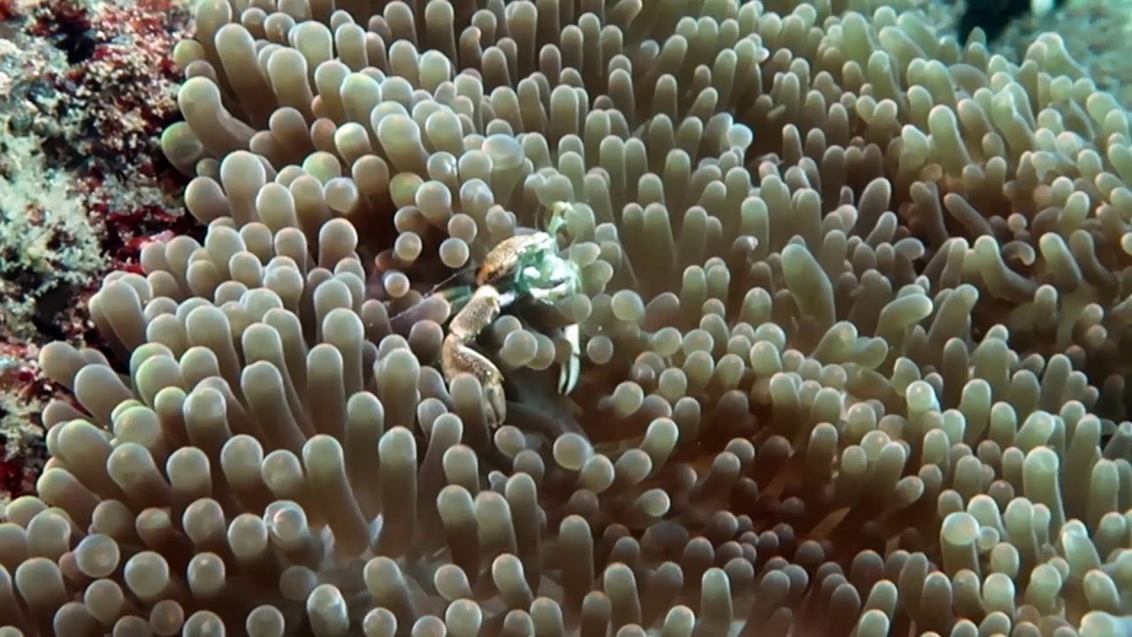 Porcelain Crab Sifting