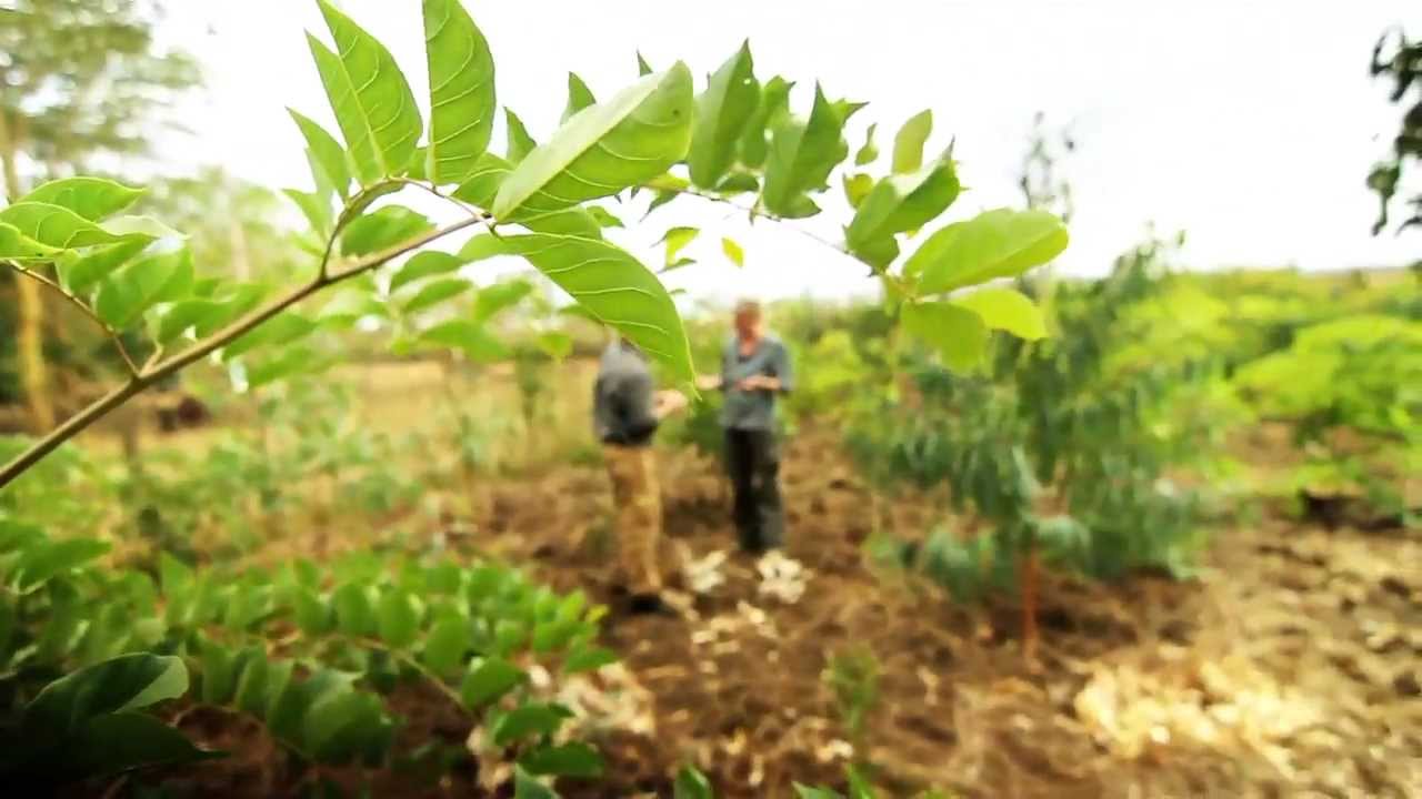 🌏 earthrise - Parallel Planting