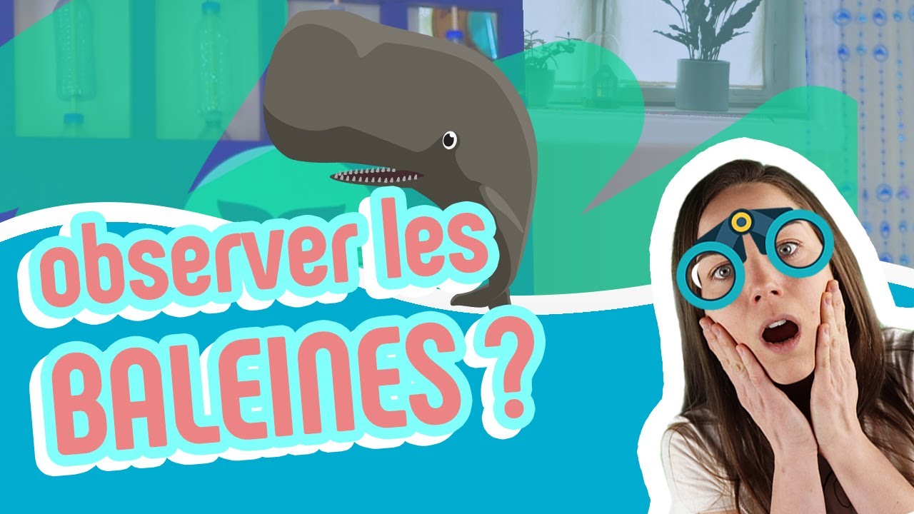 Tu deviendras un expert de l'observation de baleines !