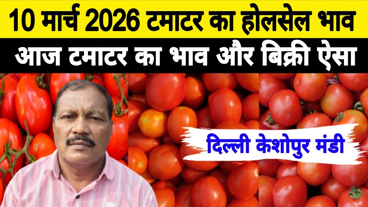 10 March 2026 Delhi 🍅 टमाटर होलसेल भाव | Keshopur Mandi | Today Tomato Rate #tamatar #tamatarmandi