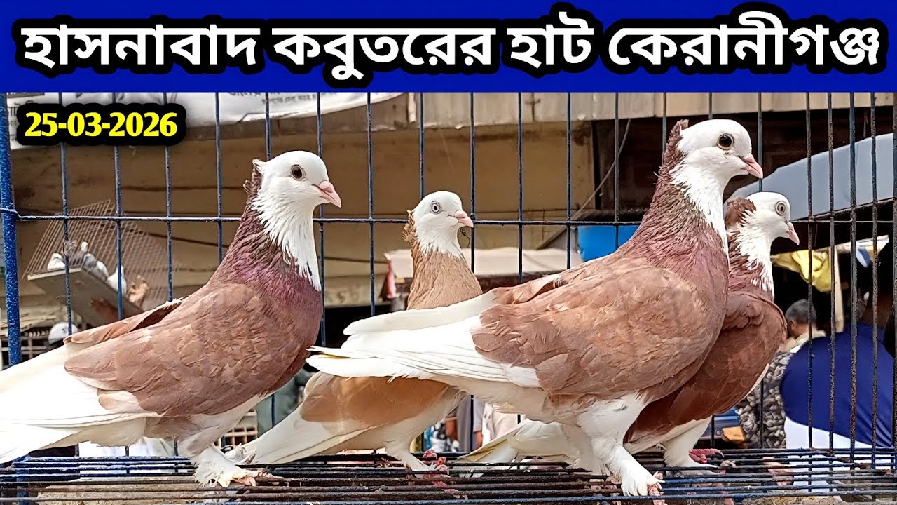 25-03-2026 হাসনাবাদ কবুতরের হাট | Hasnabad kobutor hat | কম দামে কবুতর | Pigeons market price in bd