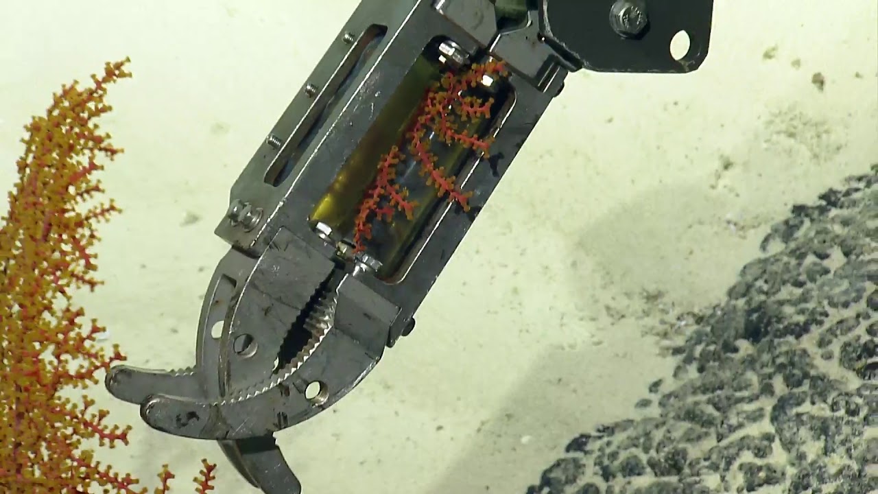 ROV Hercules Dive NA114-H1786-20190904T1832UTC-98