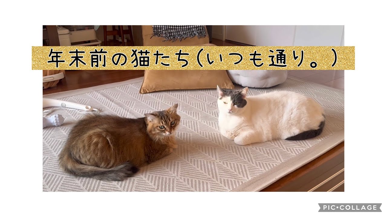日曜ねこ劇場/Sunday Cat Theater 12/28
