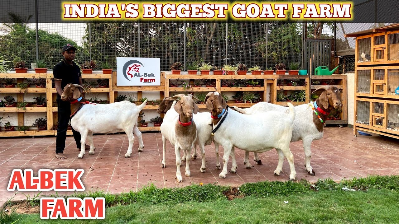 India’s Biggest Collection of heavy Goats AL BEK Goat Farm