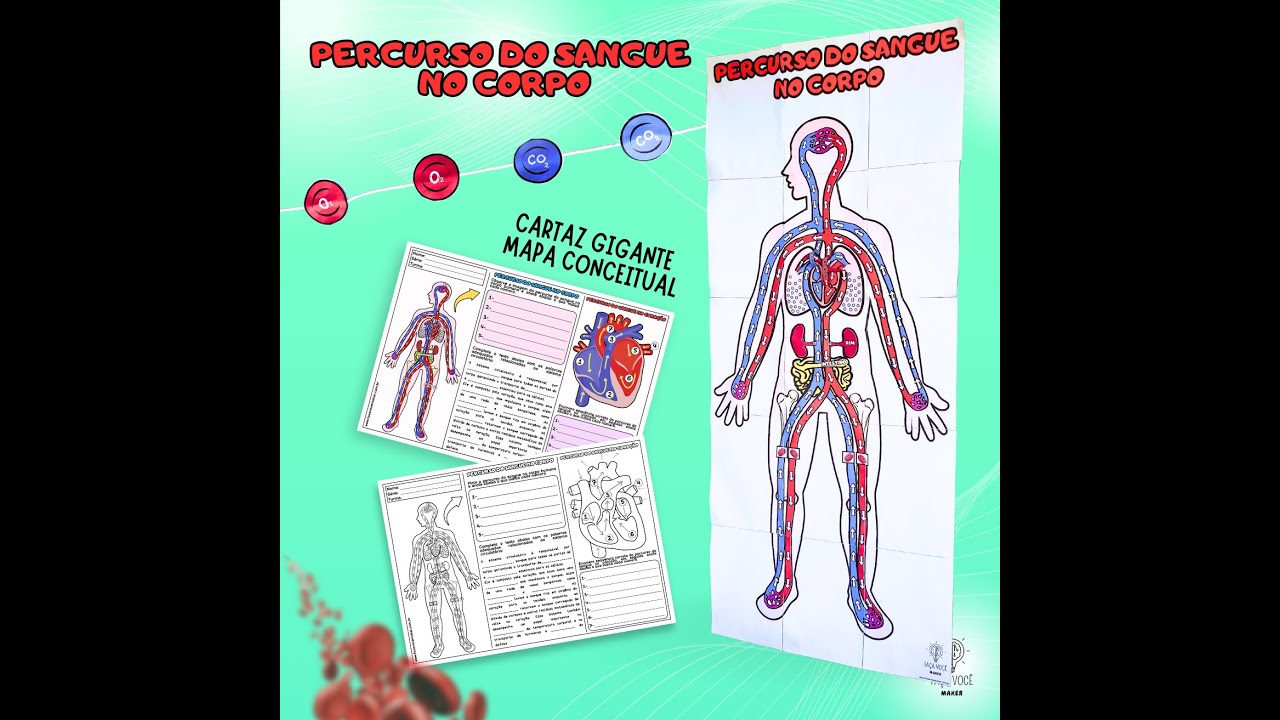 Percurso do sangue no corpo humano